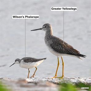 wilsons.phalarope.greater.yellowlegs.toronto.ontario.2024.09.18.steven.mcclellan.ML623897672.jpg