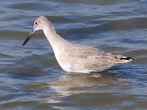 Western Willet photographic ID guide
