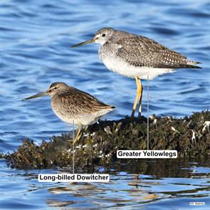 long-billed.dowitcher.greater.yellowlegs.hammonasset.beach.new.haven.2024.11.09.david.mathieu.ML626055393.jpg