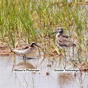 wilsons.phalarope.greater.yellowlegs.belle.isle.2016.05.31.P1120537.jpg