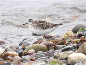 Wilson’s Phalarope photographic ID guide
