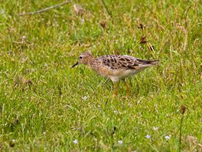 Buff-breasted Sandpiper photographic ID guide