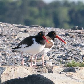 american.oystercatchers.boston.harbor.2022.05.25.P3090485.jpg