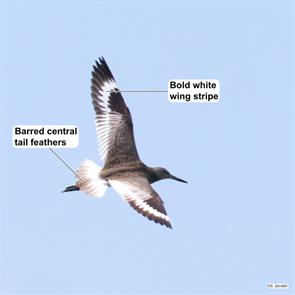 eastern.willet.bear.creek.2021.06.19.P2820083.jpg