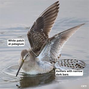 long-billed.dowitcher.hawaii.2024.10.25.reginald.david.ML625401776.jpg