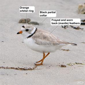 piping.plover.winthrop.beach.2016.06.05.P1130196.jpg