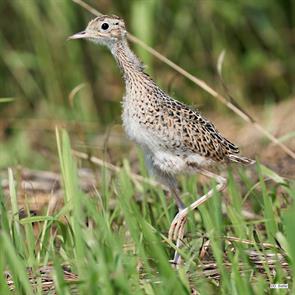 upland.sandpiper.clay.ia.2022.07.30.dana.siefer.ML471247131.jpg