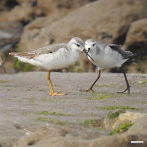 wilsons.phalaropes.buenos.aires.argentina.2024.09.28.juan.fernandez.ML624264897.jpg