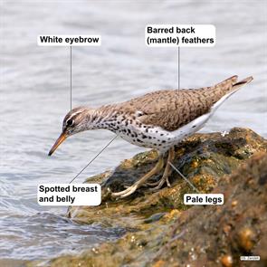 spotted.sandpiper.bolivar.2019.05.06.P2300164.jpg