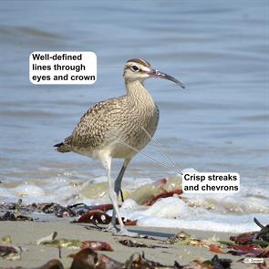 whimbrel.winthrop.beach.2015.09.01.IMG_5969.jpg