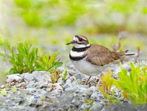 Killdeer photographic ID guide