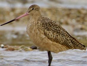 Marbled Godwit photographic ID guide