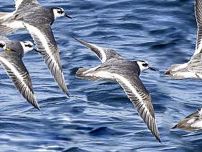 Red Phalarope photographic ID guide