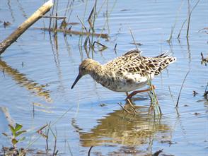 Ruff photographic ID guide