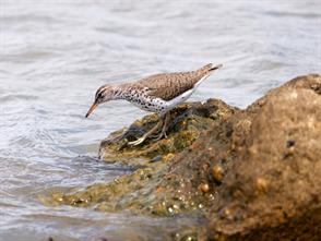 Spotted Sandpiper photographic ID guide