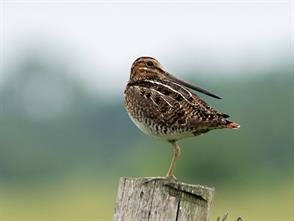Wilson's Snipe photographic ID guide