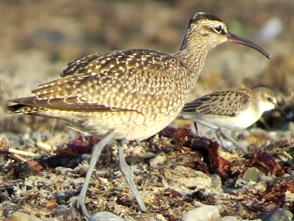 Hudsonian Whimbrel photographic ID guide