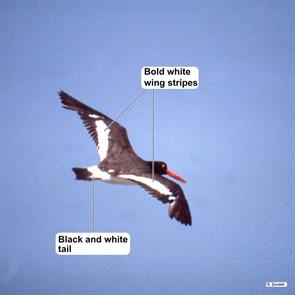 american.oystercatcher.snake.island.1982.img125.jpg