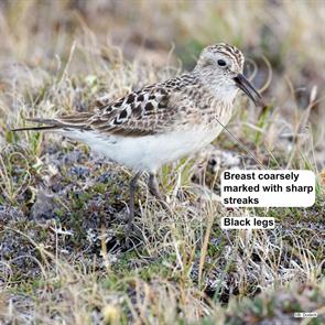 bairds.sandpiper.kitikmeot.nu.canada.2024.07.08.blair.dudeck.ML626271808.jpg