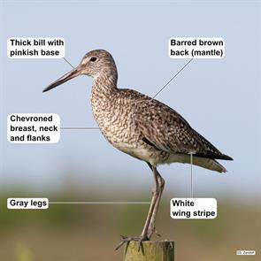 eastern.willet.bolivar.2019.05.06.P2280849.jpg
