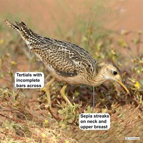 upland.sandpiper.aruba.2019.10.30.michiel.oversteegen.ML185055721.jpg
