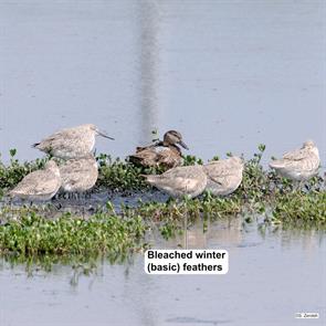 western.willets.blue-winged.teal.hornsby.bend.2024.04.21.P1400383.jpg