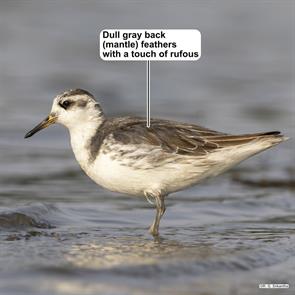 red phalarope.dharwad.india.2025.05.03.srikantha.rg.ML637451092.jpg