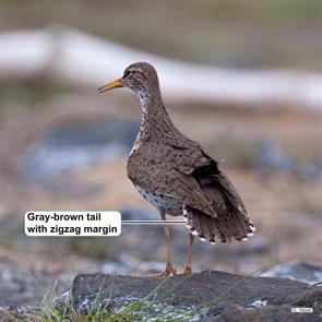 spotted.sandpiper.katmai.np.ak.2008.06.21.larry.master._MG_4236c.jpg