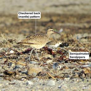 whimbrel.winthrop.beach.2014.09.03.IMG_4394.jpg