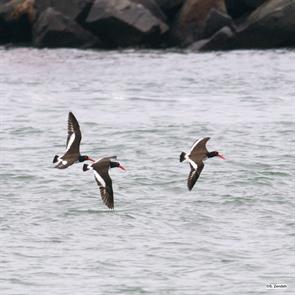 american.oystercatchers.winthrop.five.sisters.2017.05.30.P1620268.jpg