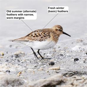 baird.sandpiper.arequipa.peru.2024.09.01.alexandre.godard.ML628819813.jpg