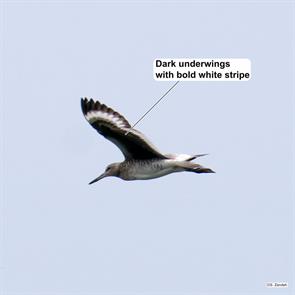 eastern.willet.bear.creek.2021.06.19.P2820065.jpg