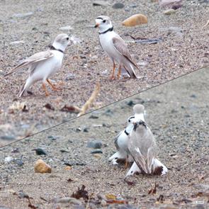 piping.plovers.winthrop.beach.2023.04.01.P3280275.jpg