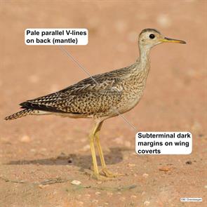 upland.sandpiper.aruba.2019.10.30.michiel.oversteegen.ML185055671.jpg