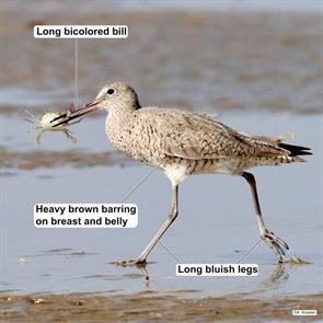 western.willet.bolivar.2021.04.24.alan.kniedel.ML332151601.jpg