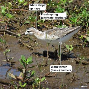 wilsons.phalarope.anahuac.2014.05.05.IMG_0248.jpg