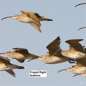 whimbrels.valparaiso.chile.2024.06.01.john.mills.ML626905038.jpg