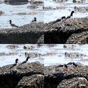 american.oystercatcher.antics.2024.06.11.jpg