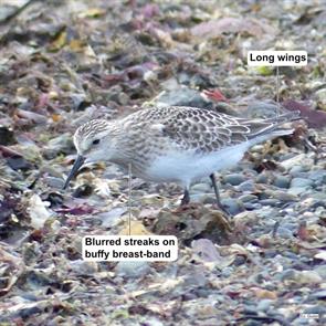 bairds.sandpiper.winthrop.beach.2024.09.19.jim.guion.ML623910391.jpg