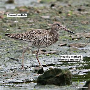 eastern.willet.antigonish.ns.2022.06.26.natalie.barkhouse-bishop.ML463106641.jpg