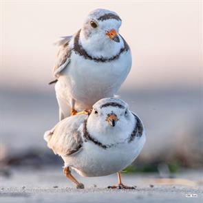 piping.plovers.sandy.point.2024.05.14.maceo.susi.ML619089823.jpg