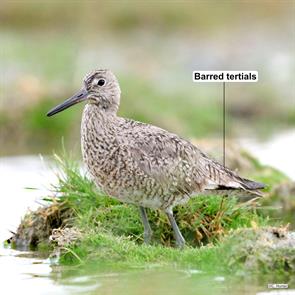 western.willet.hannah.alberta.canada.2024.05.30.cameron.hunter.ML620155635.jpg