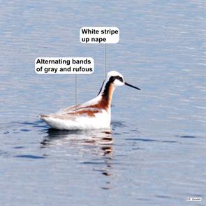 wilsons.phalarope.hornsby.bend.2024.04.21.P1400355.jpg