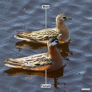 red.phalaropes.north.slope.ak.2014.06.25.gary.rosenberg.ML625999313.jpg