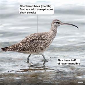 whimbrel.los.lagos.chile.2009.11.24.jeremy.calvo.ML629360529.jpg