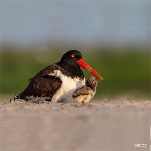 american.oystercatchers.nassau.ny.2024.06.19.vincent.ladevaia.ML620613186.jpg