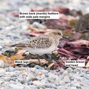 bairds.sandpiper.winthrop.beach.2019.09.11.P2430863.jpg