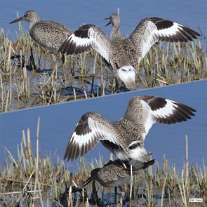 eastern.willets.cumberland.me.2014.05.08.margaret.viens.ML51336171.jpg