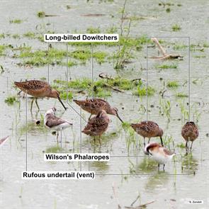 long-billed.dowitchers.wilsons.phalaropes.junction.2016.04.21.P1070024.jpg