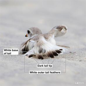 piping.plover.nassau.ny.2017.06.16.michael.stubblefield.ML630773454.jpg